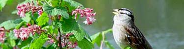 White-crowned sparrow at Mountain Lake