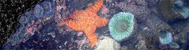 Tidepools: Ochre sea star and giant green anemone