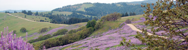 Lupine along Bald Hills Road