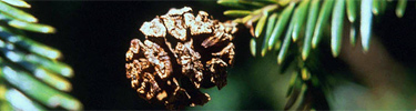 Coast redwood cone