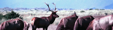 Roosevelt elk on beach