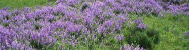 Bald Hills lupine