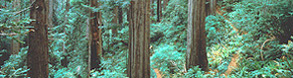 coast redwoods
