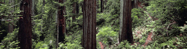 Trail through redwood forest