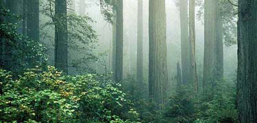 foggy coast redwood forest foggy coast redwood forest