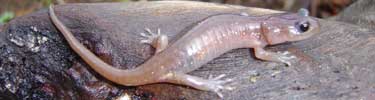 Arboreal salamander (Aneides lugubris), Santa Monica Mountains