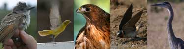 Birds of the Santa Monica Mountains