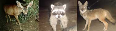 Remote camera pictures of mule deer, raccon and coyote in the Santa Monica Mountains.