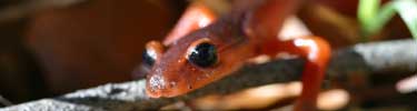 Ensatina (Ensatina eschscholtzii), Santa Monica Mountains