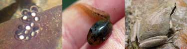 The life stage of the Pacific treefrog from eggs to tadpoles to adult.