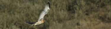 Red-tailed hawk soars through the air