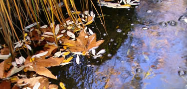 Fall colors are not common, but sycamores give quite a show along canyon streams.