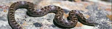 Night snake (Hypsiglena torquata), Santa Monica Mountains