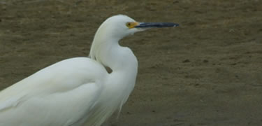 Snowy Egret plumes on 1900s hats almost led to their extinction, instead it led to the first protective bird laws in the country.