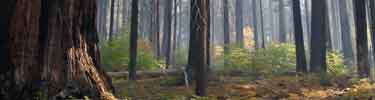 Sequoias thrive in a natural fire cycle