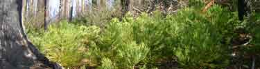 sequoia saplings following a prescribed fire