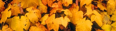 Fallen leaves