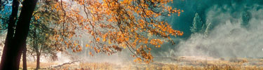 Fall scene