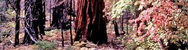 Sequoia grove.