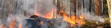 A fire consumes ground fuels in a mixed conifer forest.