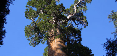 Top of General Grant Tree.