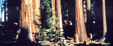Sequoia grove.
