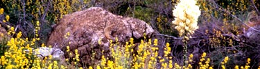 Spring scene