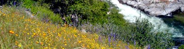 Spring scene