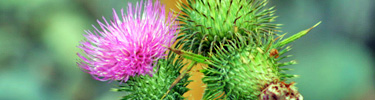 Thistle flower with immature flowers