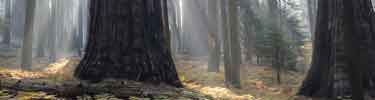 Lingering Smoke in Giant Forest