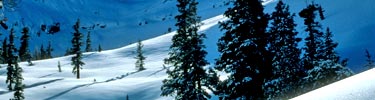 Winter scene
