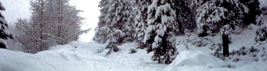 Winter scene in the parks