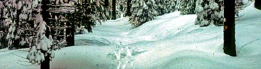 Winter trail.