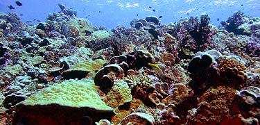 Coral reefs - Guam