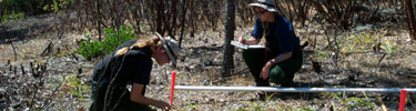 NPS researchers collecting vegetation data