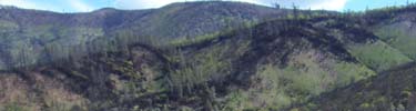 Hills burned in the French Fire