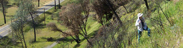 NPS technician monitoring post-fire vegetation