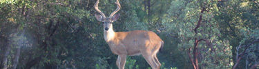 Black tailed deer