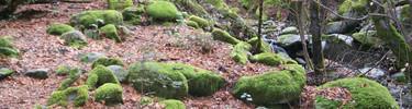Mosses growing on rocks near Brandy Creek