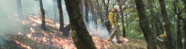 Firefighter lighting a prescribed fire