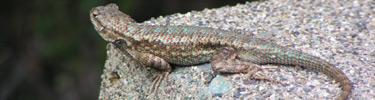 Western fence lizard on a rock