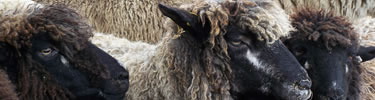 Three sheep