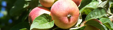 apple on tree
