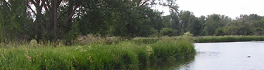 plants growing next to pond