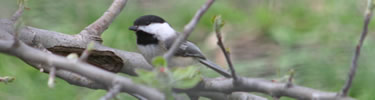 chickadee