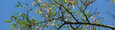 locust branch with feathery leaves and brown pea like pods