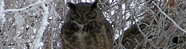 Great-horned owl surrounded by ice covered branches