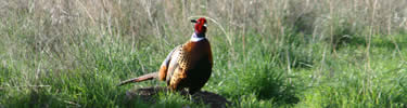 male ring-necked pheasant
