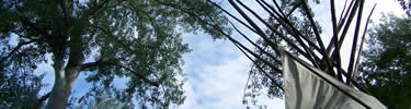 looking up in the tipi grove