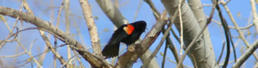 red-winged blackbird singing in tree